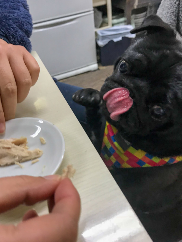 愛犬と一緒にチャーハンを食べる幸せ